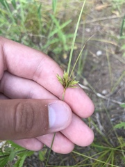 Cyperus lupulinus