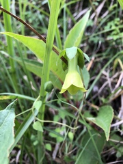 Codonopsis kawakamii