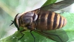 Pangoniinae