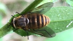 Pangoniinae