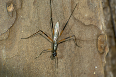 Rainieria antennaepes