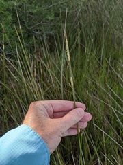Juncus roemerianus