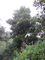 Pachira