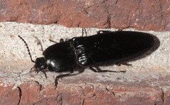 Melanactes