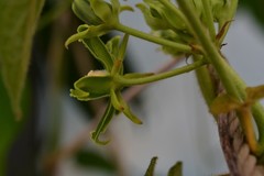 Gonolobus stenosepalus