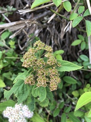 Spiraea formosana