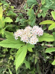 Spiraea formosana