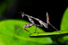 Cardioptera brachyptera