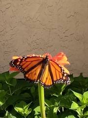 Danaus plexippus