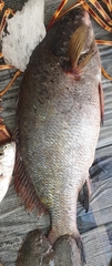 Sciaena umbra