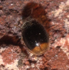 Diomus terminatus