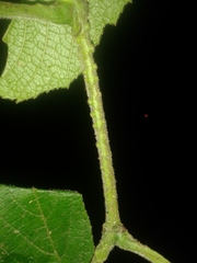 Cissus osaensis
