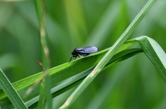 Prosapia ignifera