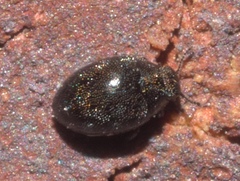 Limnichinae