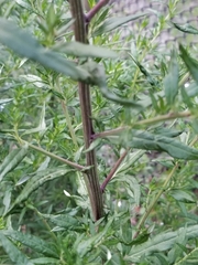 Artemisia