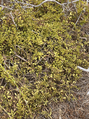 Baccharis pilularis pilularis