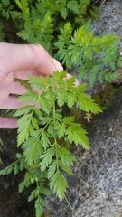 Ligusticum