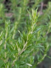 Artemisia