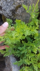 Ligusticum