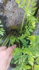 Ligusticum