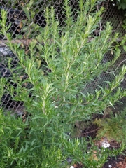 Artemisia