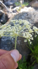 Ligusticum