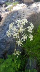 Ligusticum