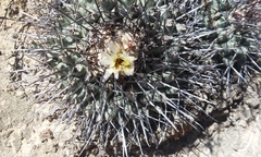 Thelocactus rinconensis