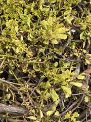 Baccharis pilularis pilularis