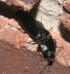 Melanactes