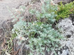 Sedum guadalajaranum