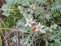 Sedum guadalajaranum