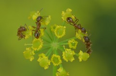 Myrmica rubra