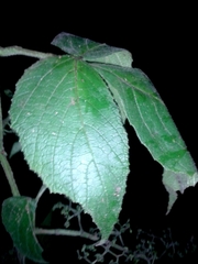 Cissus osaensis