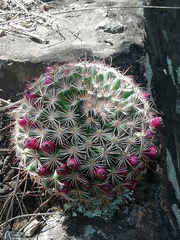 Mammillaria jaliscana jaliscana