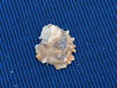 Pseudochama cristella