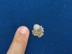 Pseudochama cristella