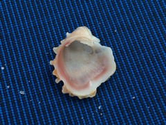 Pseudochama cristella