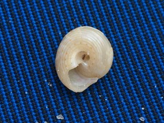 Calliostoma yucatecanum