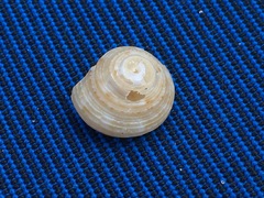 Calliostoma yucatecanum