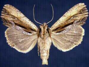 Verbascoides Apamea Moth