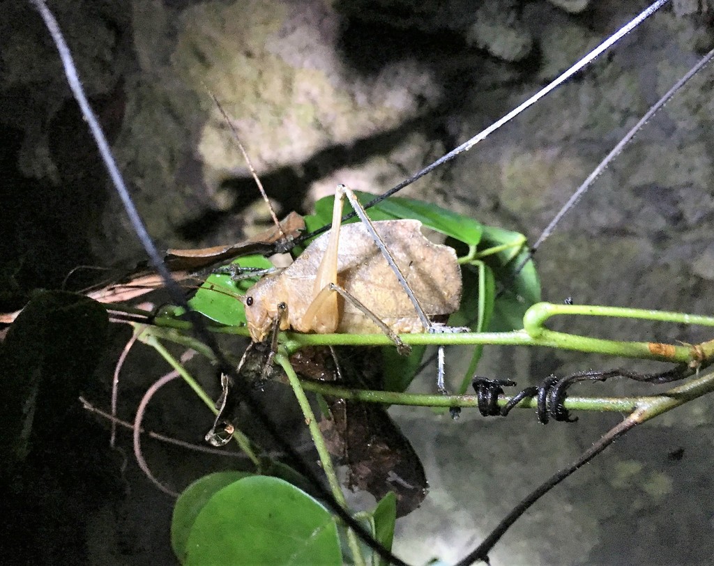 Corycoides karschi