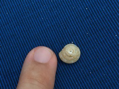 Calliostoma yucatecanum