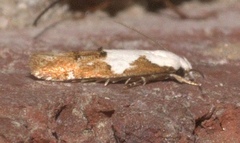 Mompha circumscriptella