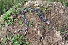 Amphisbaena fuliginosa