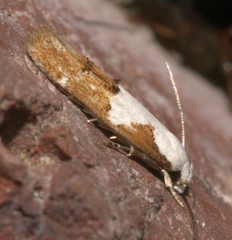 Mompha circumscriptella