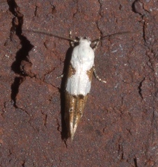 Mompha circumscriptella