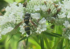 Leptochilus republicanus