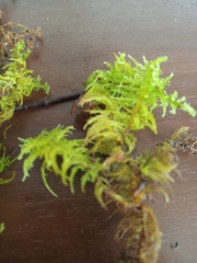 Thuidium laeviusculum