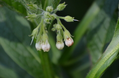 Symphytum tuberosum